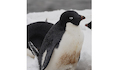 26. Pingüino adelia.