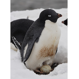 26. Pingüino adelia.