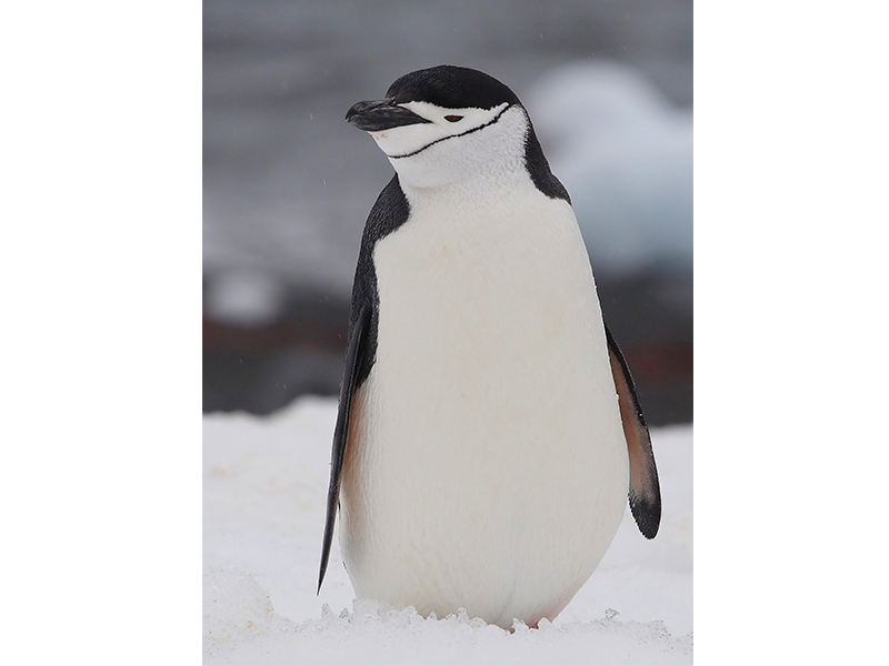 27. Pingüino antártico.