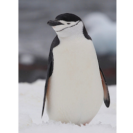 27. Pingüino antártico.