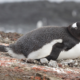 30. Pingüino papúa.