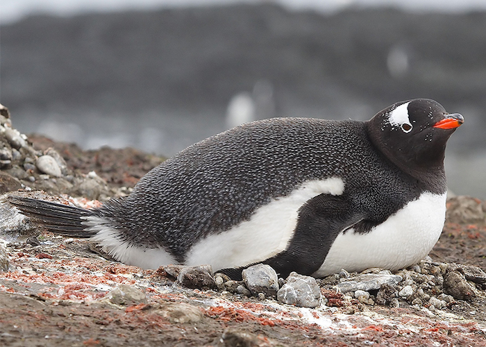 30. Pingüino papúa.