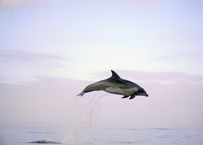 8. Tursión o delfín nariz de botella.