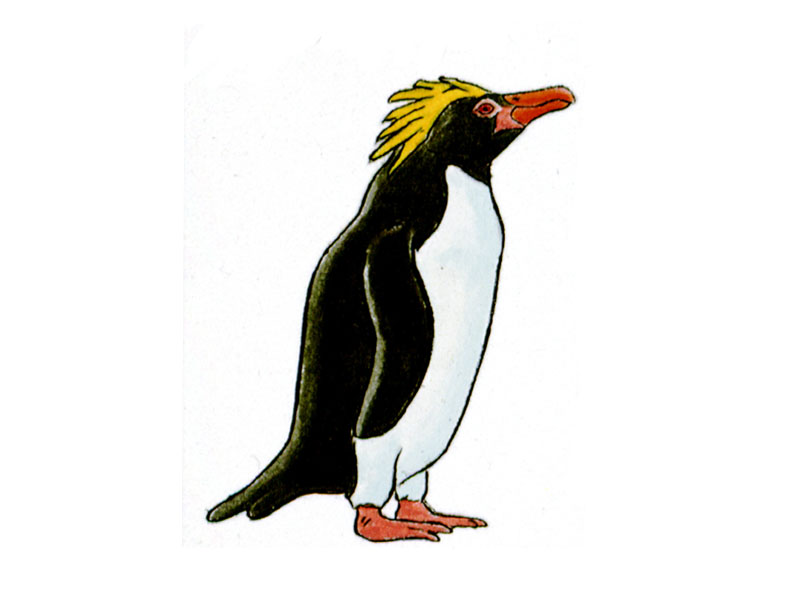Pingüino Macaroni / Eudyptes chrysolophus