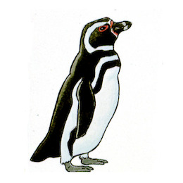 Pingüino de Magallanes / Spheniscus magellanicus