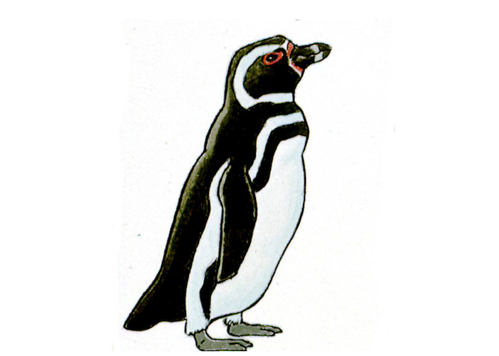 Pingüino de Magallanes / Spheniscus magellanicus