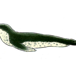 Foca Leopardo / Hydrurga Leptonyx