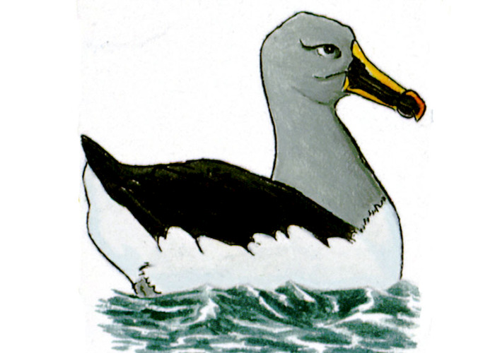 Albatros de Ceja Negra / Thalassarche melanophris