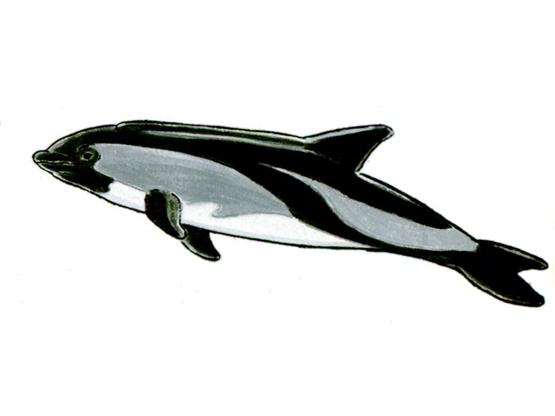 Delfín Austral / Lagerochynchus australis