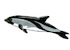 Delfín Austral / Lagerochynchus australis