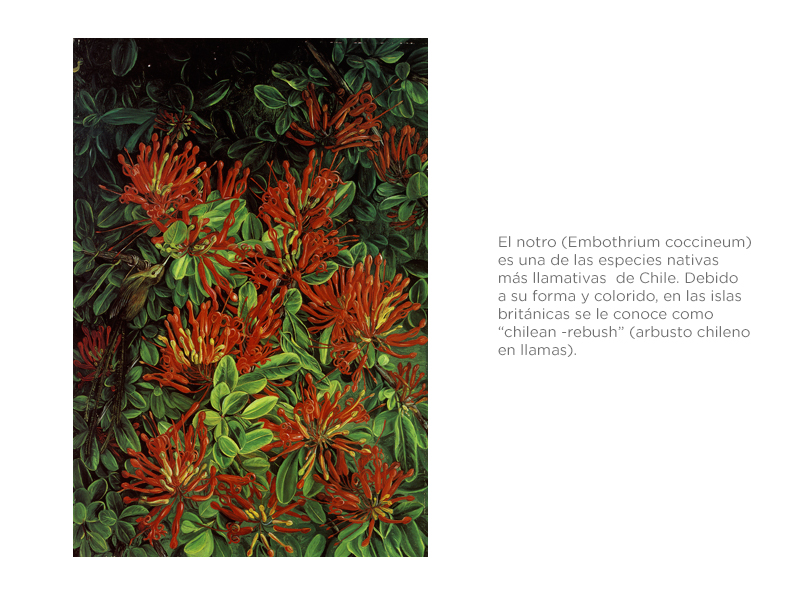 La flora chilena en la mirada de Marianne North, 1884. 1999, Antonia Echenique y María Victoria Legassa.