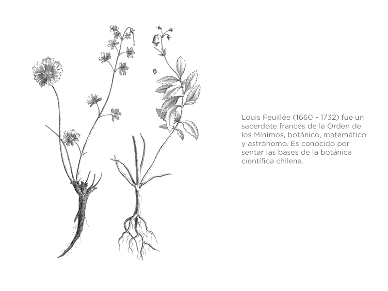 Journal des observations physiques, matemathiques et botaniques. Entre 1714 y 1725. Louis Feuillée.