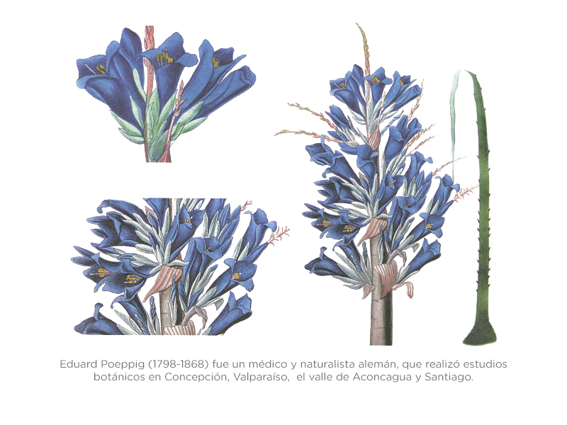 Nova genera ac species plantarum quas in regno Chilense, peruviano et in terra Amazonica entre 1835 y 1845. Eduard Poeppig.