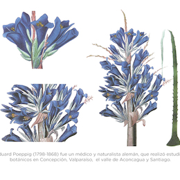 Nova genera ac species plantarum quas in regno Chilense, peruviano et in terra Amazonica entre 1835 y 1845. Eduard Poeppig.