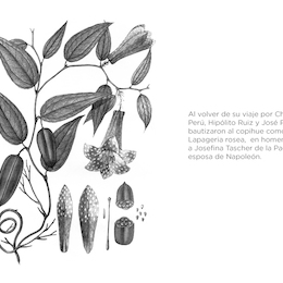 Flora peruviana, et chilensis (...) Entre 1798 y 1802. Hipólito Ruiz y José Pavón.