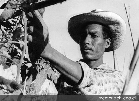 4. Agricultor y su cosecha, hacia 1960.