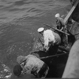 6. Pescadores en faenas de pesca, hacia 1960.