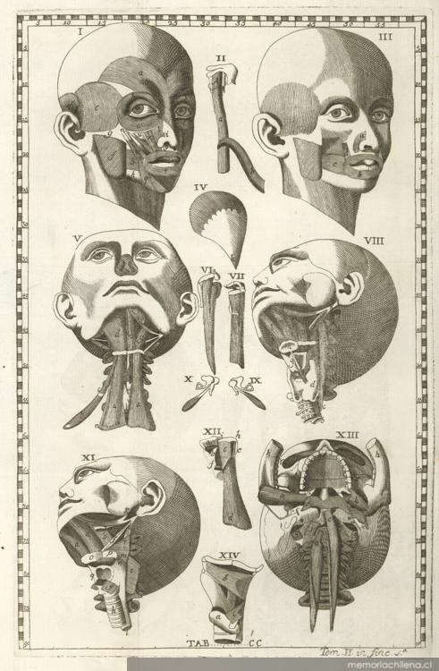 2. Musculatura de un cráneo, año 1758.