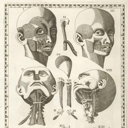 2. Musculatura de un cráneo, año 1758.