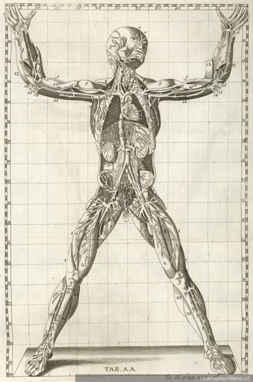 3. Cuerpo humano, año 1758.