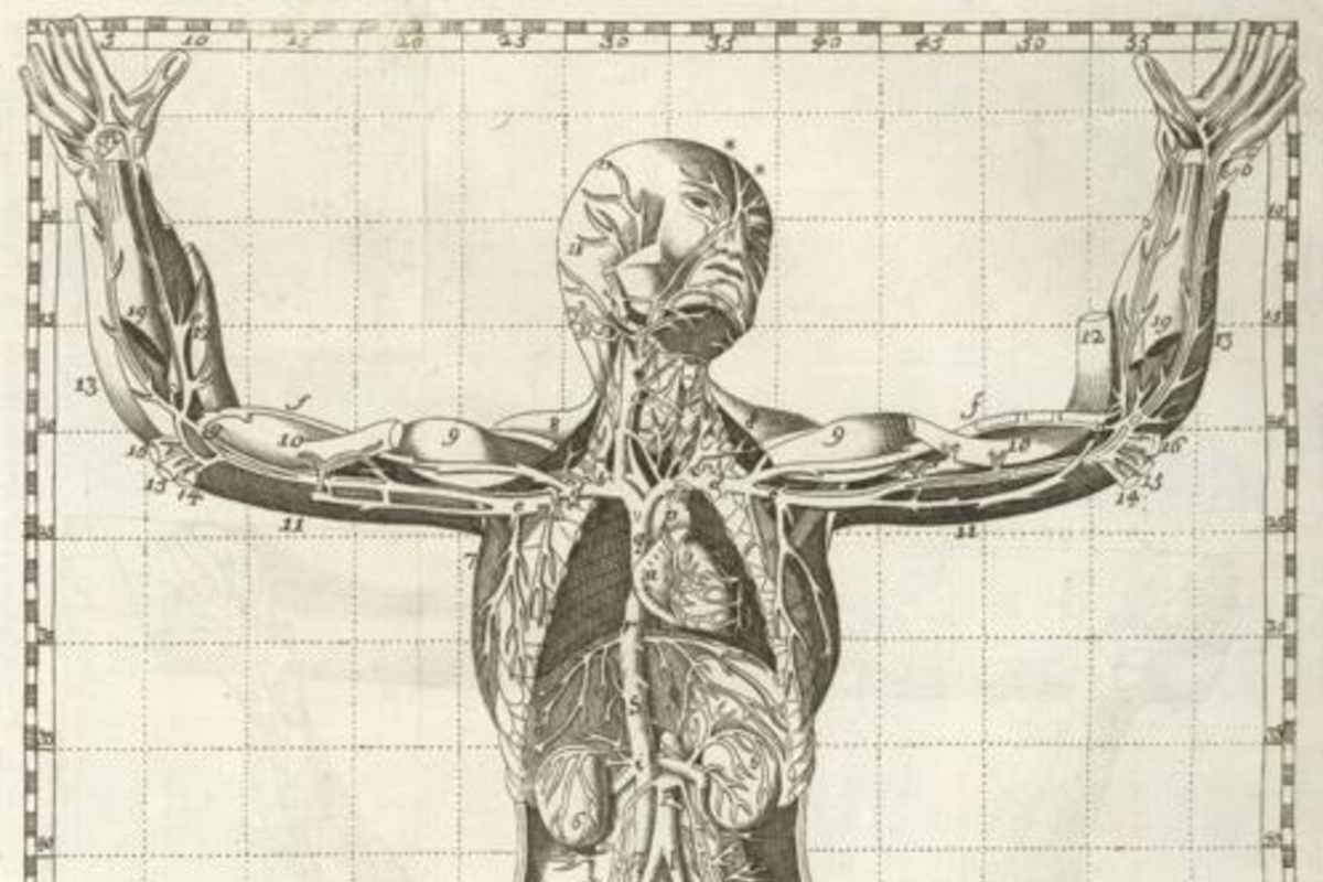 3. Cuerpo humano, año 1758.
