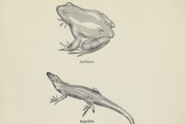 1. Anfibios, reptiles, aves y mamíferos.