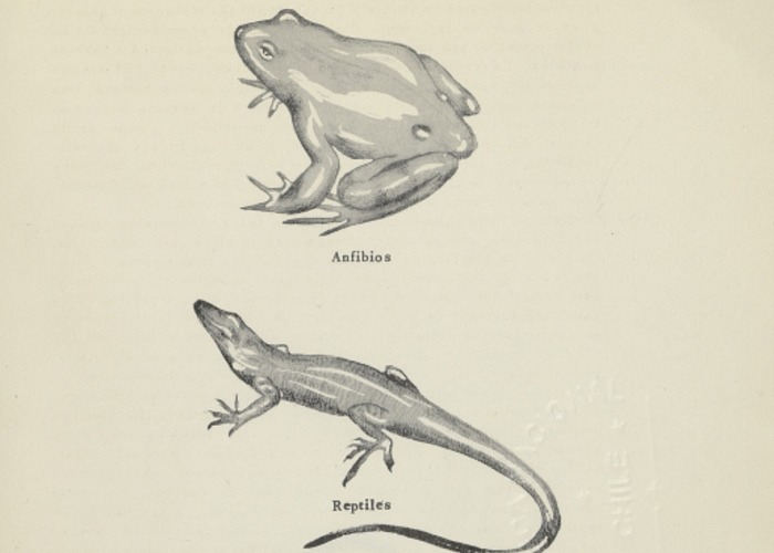 1. Anfibios, reptiles, aves y mamíferos.