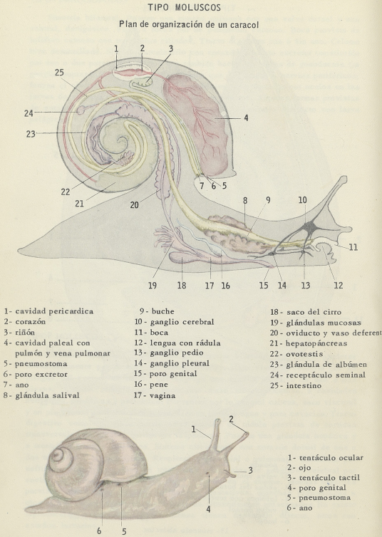 2. Plan de organización de un caracol.