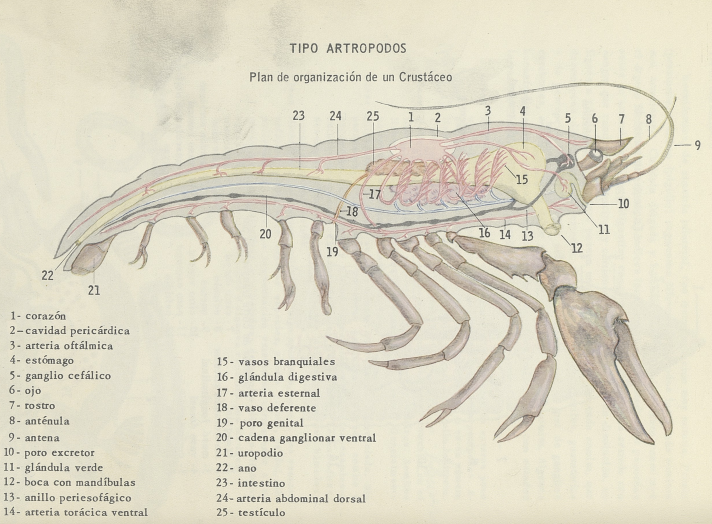 3. Plan de organización de un crustáceo.