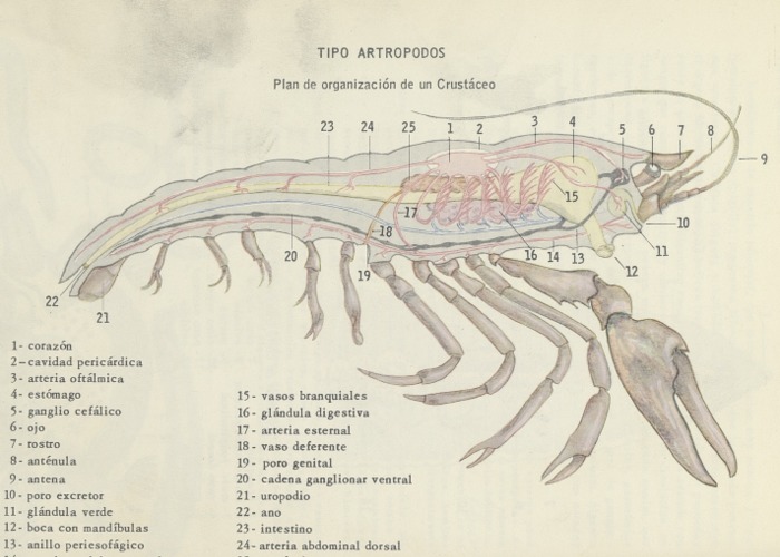 3. Plan de organización de un crustáceo.