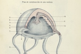 4. Plan de construcción de una medusa.