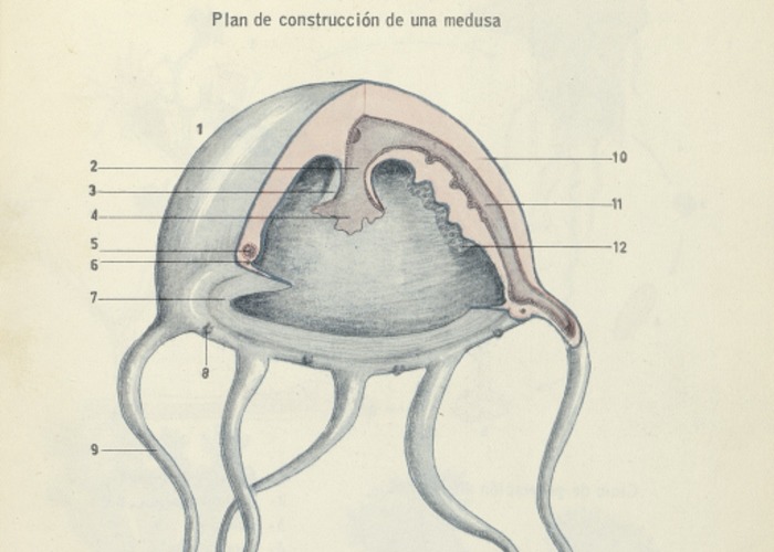 4. Plan de construcción de una medusa.