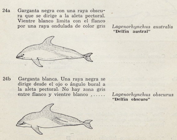 7. Delfín austral y delfín obscuro.
