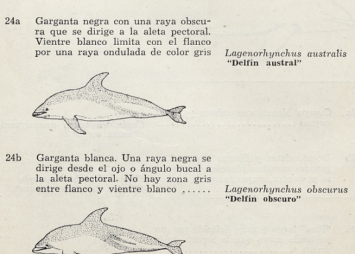 7. Delfín austral y delfín obscuro.