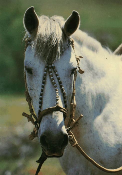 10. Detalles de plata en las bridas de cuero del caballo