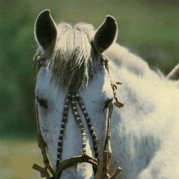 10. Detalles de plata en las bridas de cuero del caballo