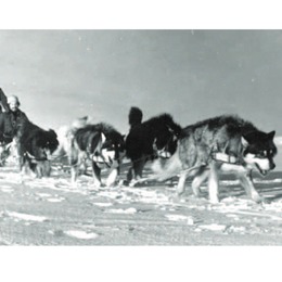 8. Trineo tirado por perros siberianos, otro medio de transporte en la Antártica.