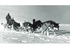 8. Trineo tirado por perros siberianos, otro medio de transporte en la Antártica.