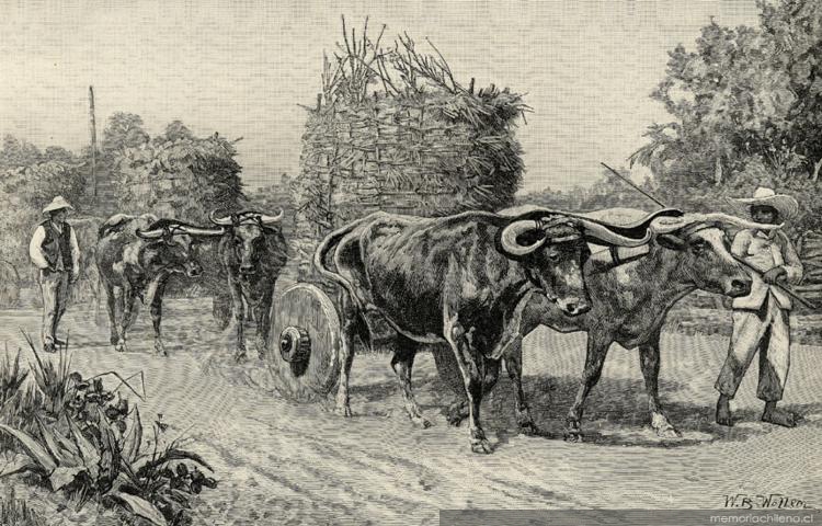5. Carretas y bueyes campesinos, hacia 1889.