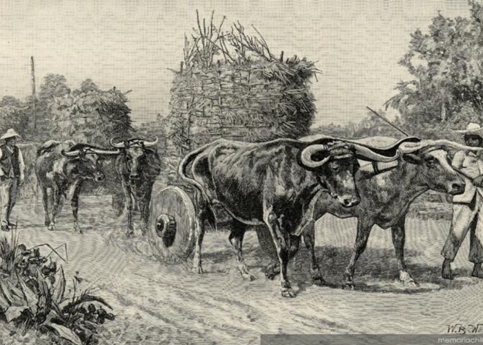 5. Carretas y bueyes campesinos, hacia 1889.