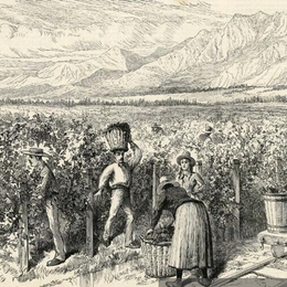 9. Cosecha de vid en Viña Macul, Santiago, hacia 1889.