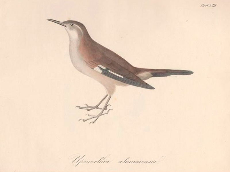 El canto de los pájaros