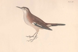 El canto de los pájaros
