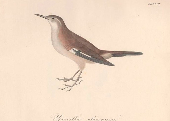 El canto de los pájaros