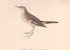 El canto de los pájaros