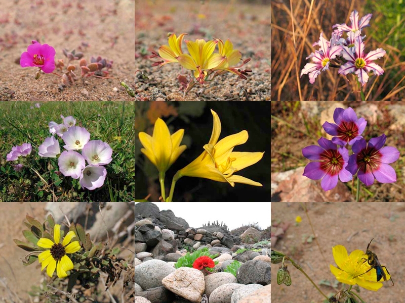 Las flores del desierto