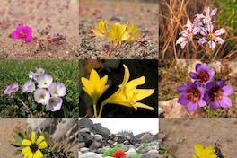 Las flores del desierto