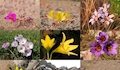 Las flores del desierto