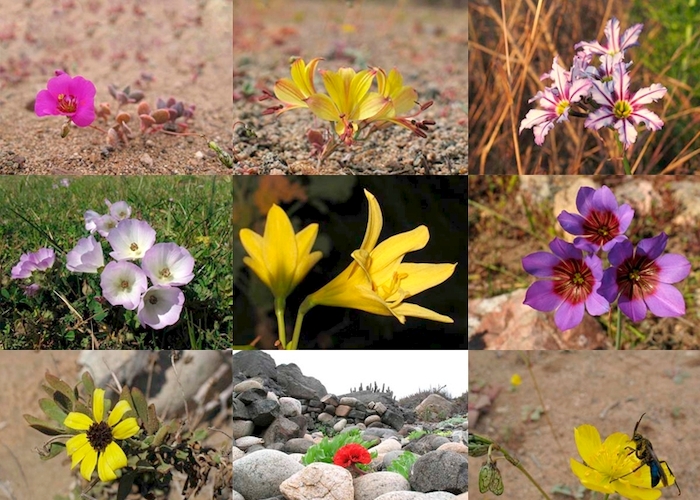 Las flores del desierto