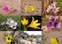 Las flores del desierto
